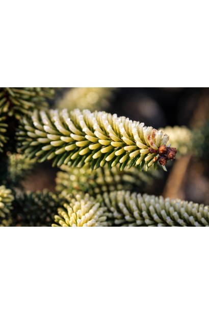 Ялиця іспанська Aurea хвоя